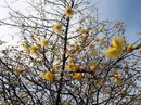راهنمای نگهداری و پرورش گل و گیاهان زینتی - گل یخ